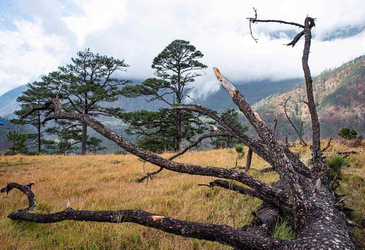 Assam-Arunachal Escape (7Nights / 8Days) - Banner