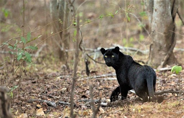 Delightful Manas 1 Night 2 Days Trip - Banner