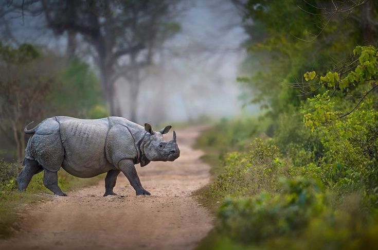 Assam Kaziranga National Park Tour – 1N/2D